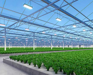 Horticultural Lighting